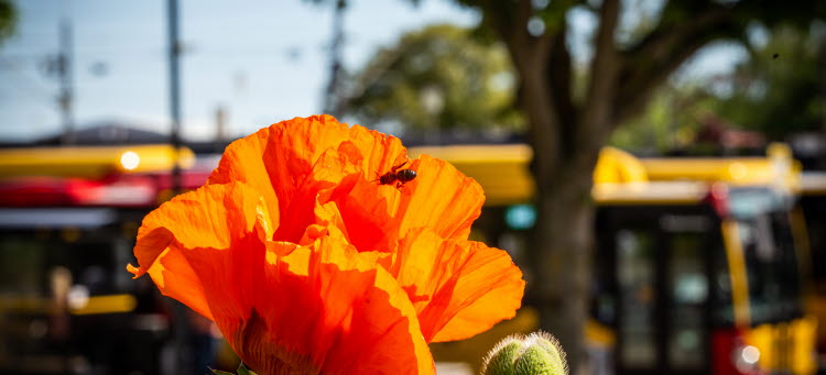 Bild på en blomma framför bussar som står vid Kalmar C